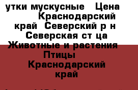 утки мускусные › Цена ­ 500 - Краснодарский край, Северский р-н, Северская ст-ца Животные и растения » Птицы   . Краснодарский край